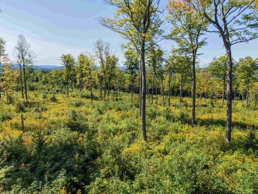 177 CILLEY HILL RD # 6, JERICHO, VT 05465 - Image eb3ffef41f3259cf8f4fbc9879a0cf0f/2510005947