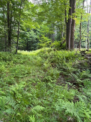 100 LEDGE RD, LISBON, NH 03585 - Image f8ddf93069b1cf3d32cc97e98c49f9d1/3702695498