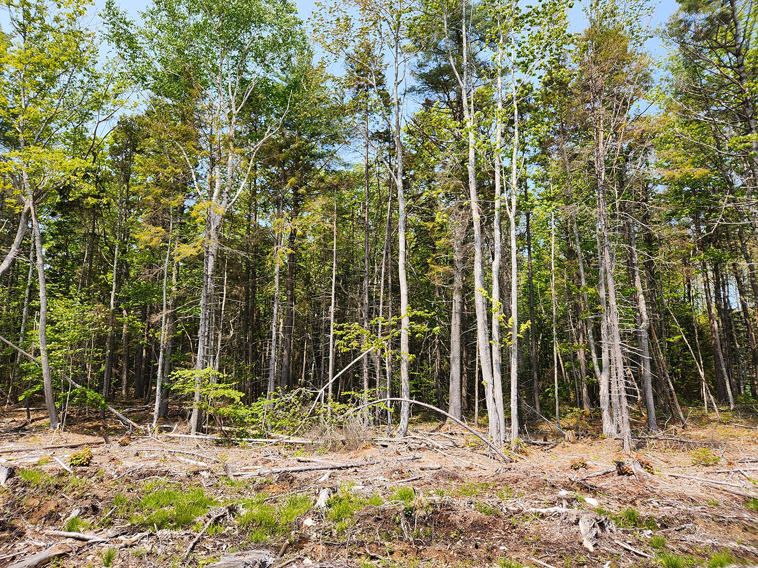 Lot 2 Woodland Drive