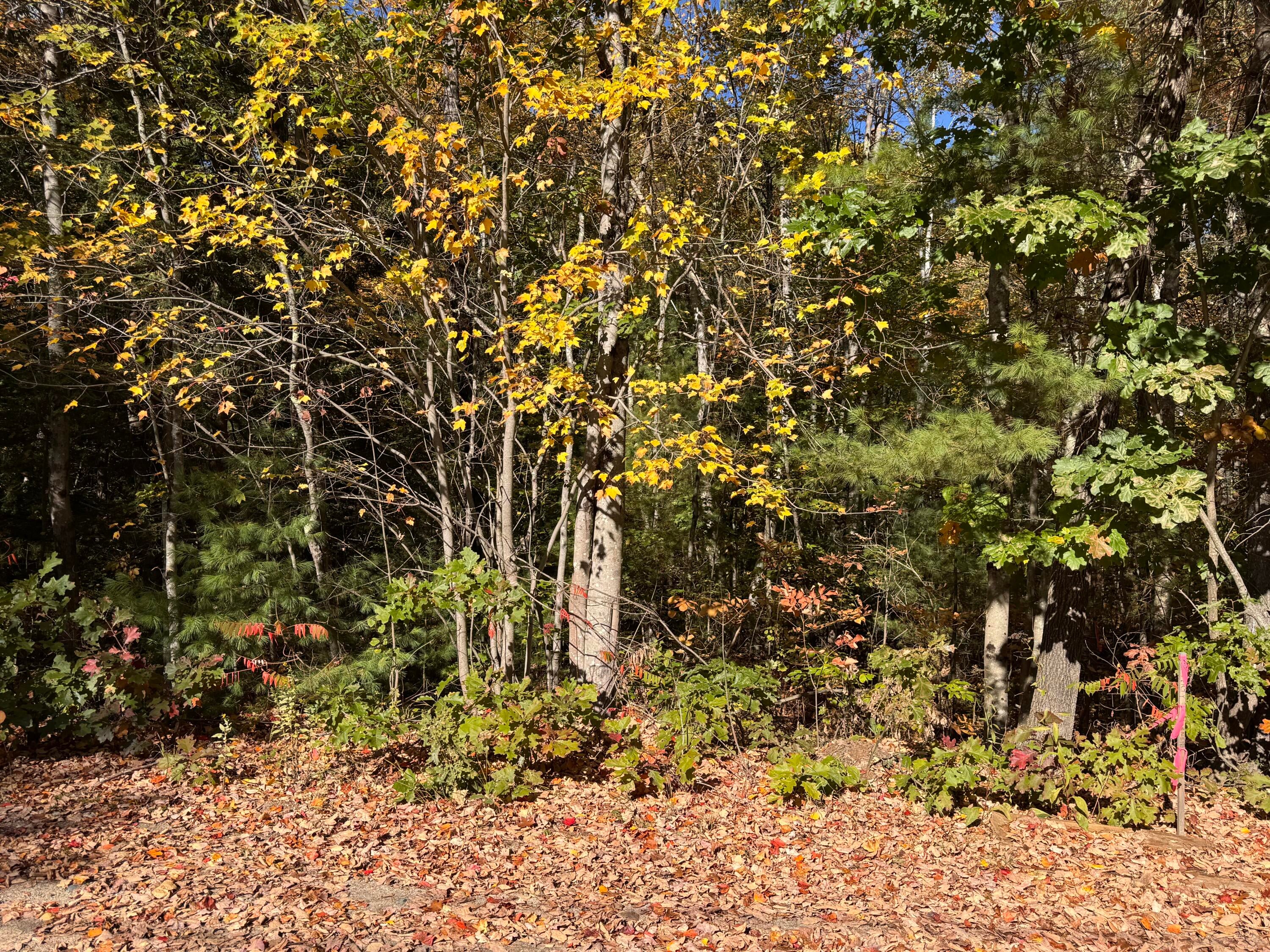 Lot 1 Shaw Brook Lane