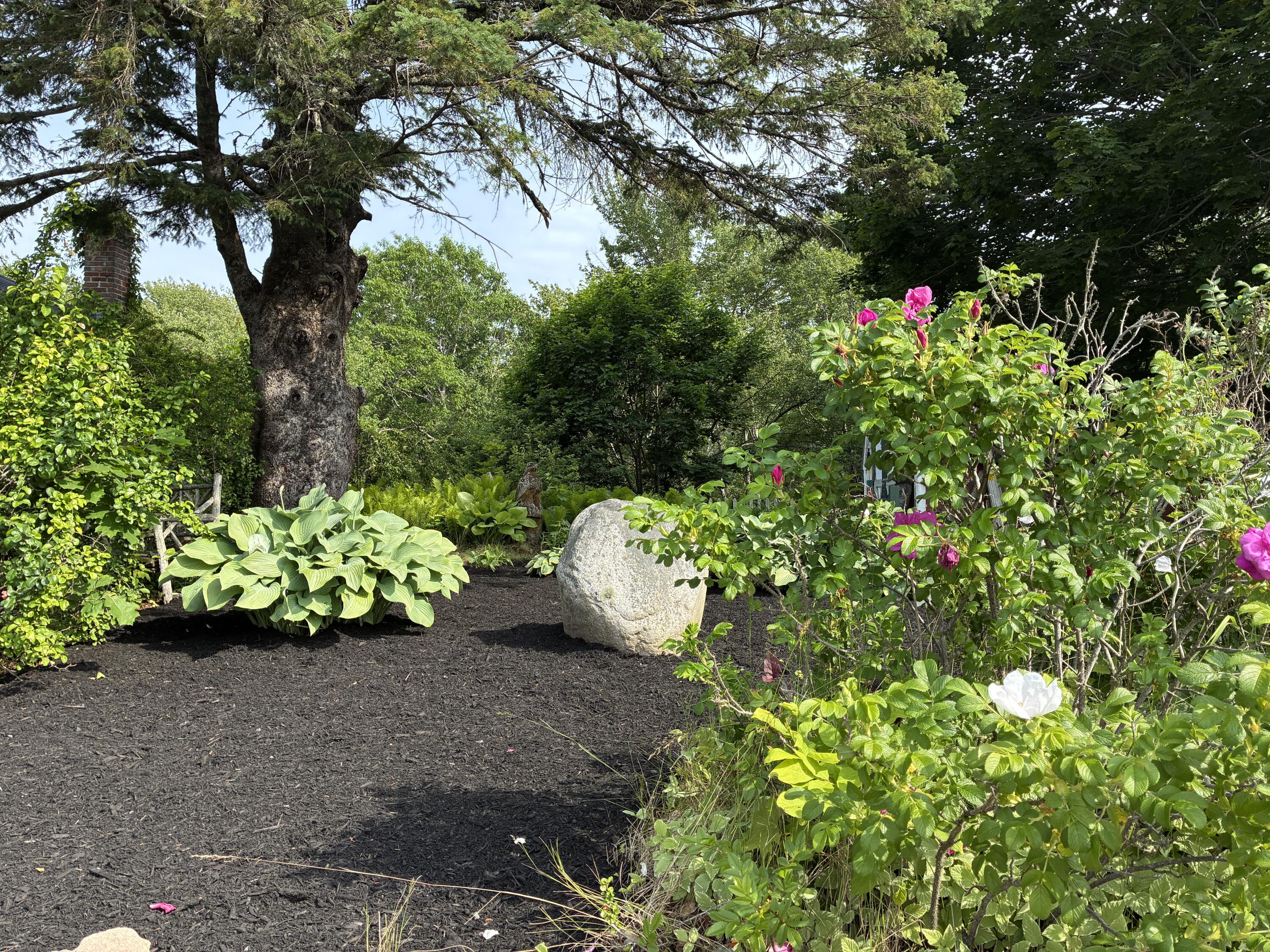 Roses & Hostas, front garden.