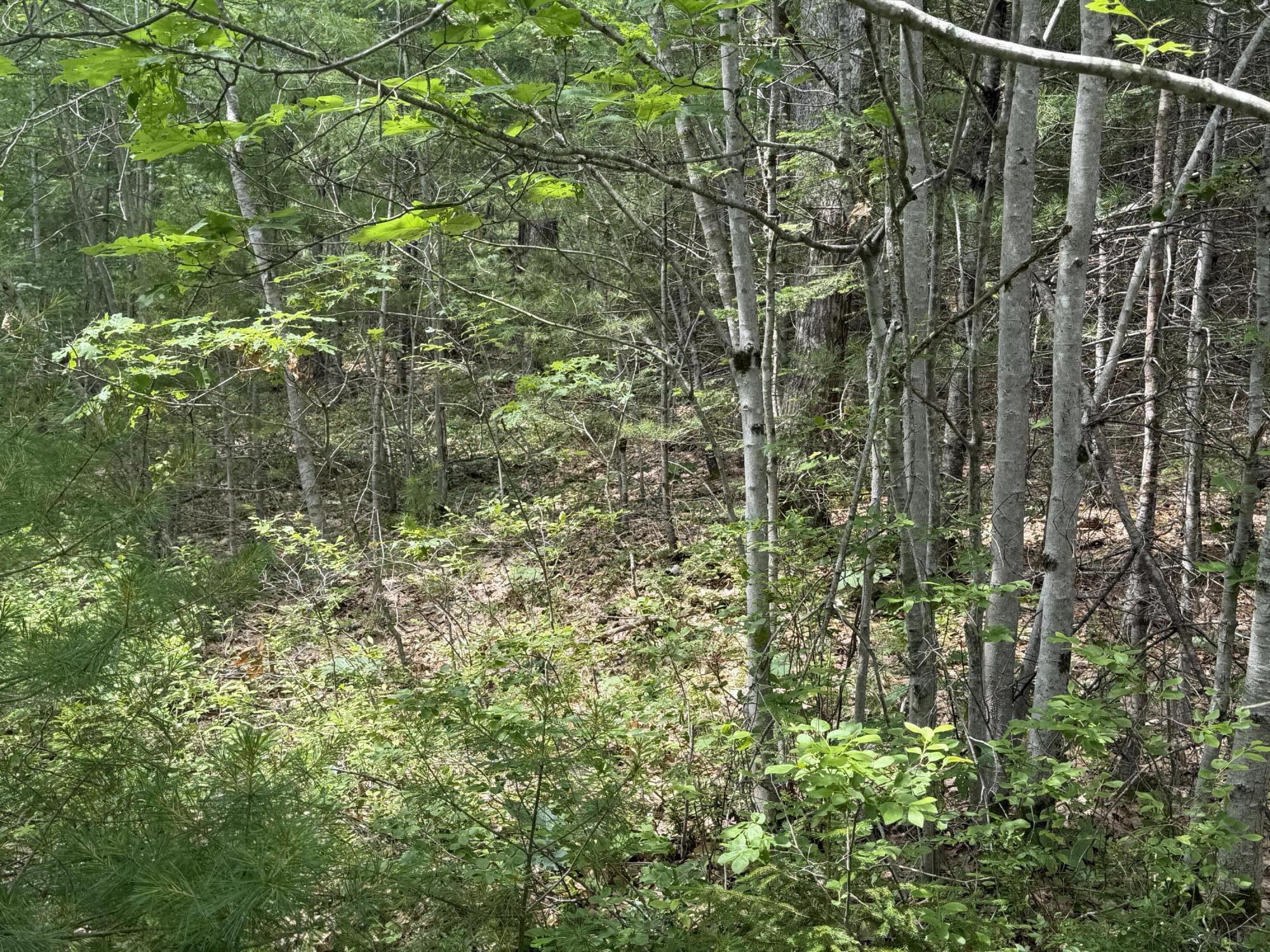 Lot 068011 Shore Road
