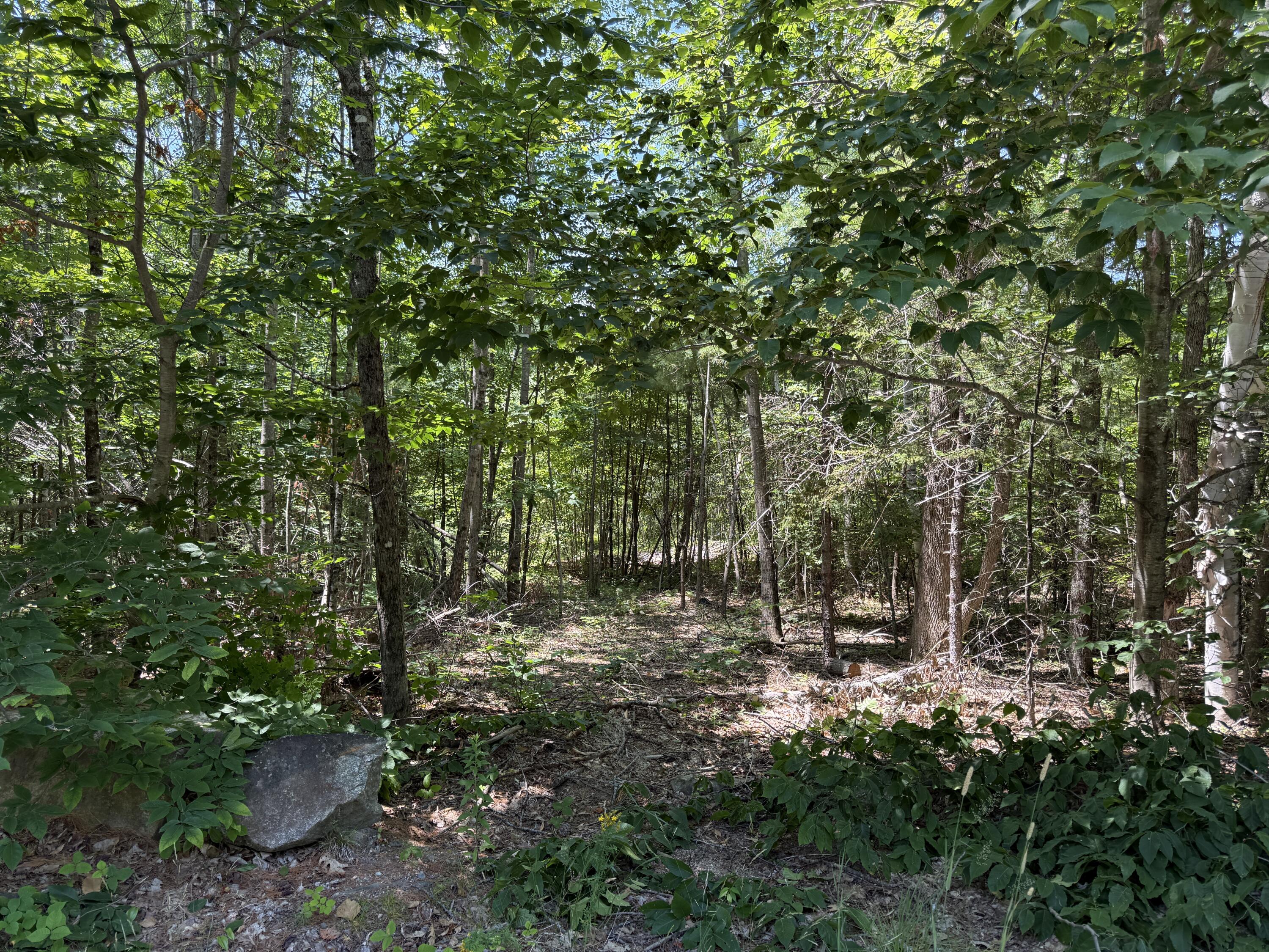 #00 Maplewood Road