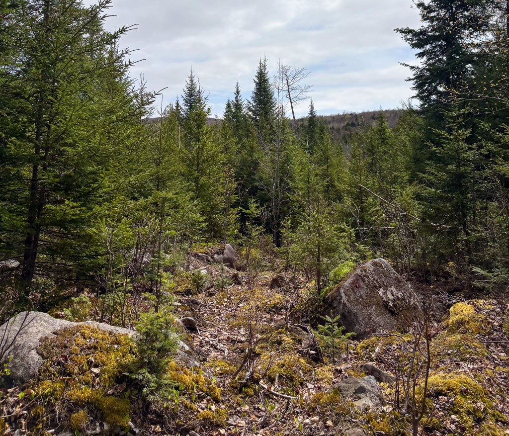 Photo of Lot 10 Morrison Brook Acres, Oakfield, ME 04763 (MLS # 1659484)