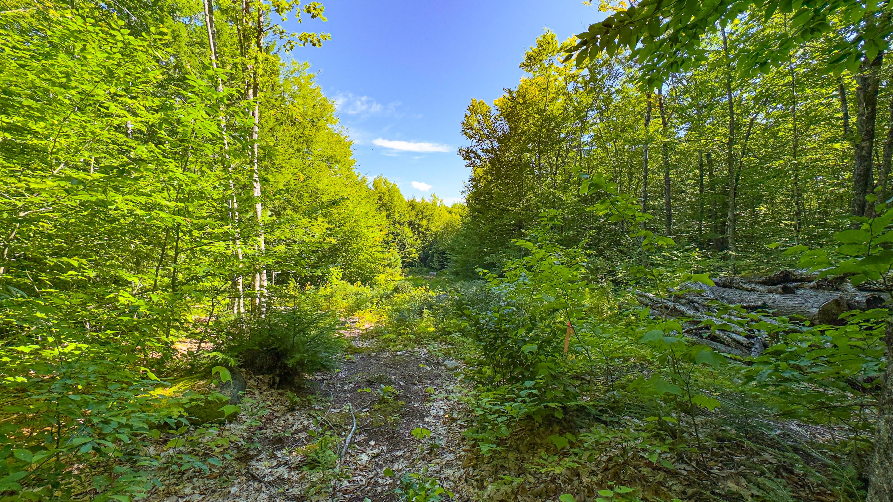 71 Sara's Trail