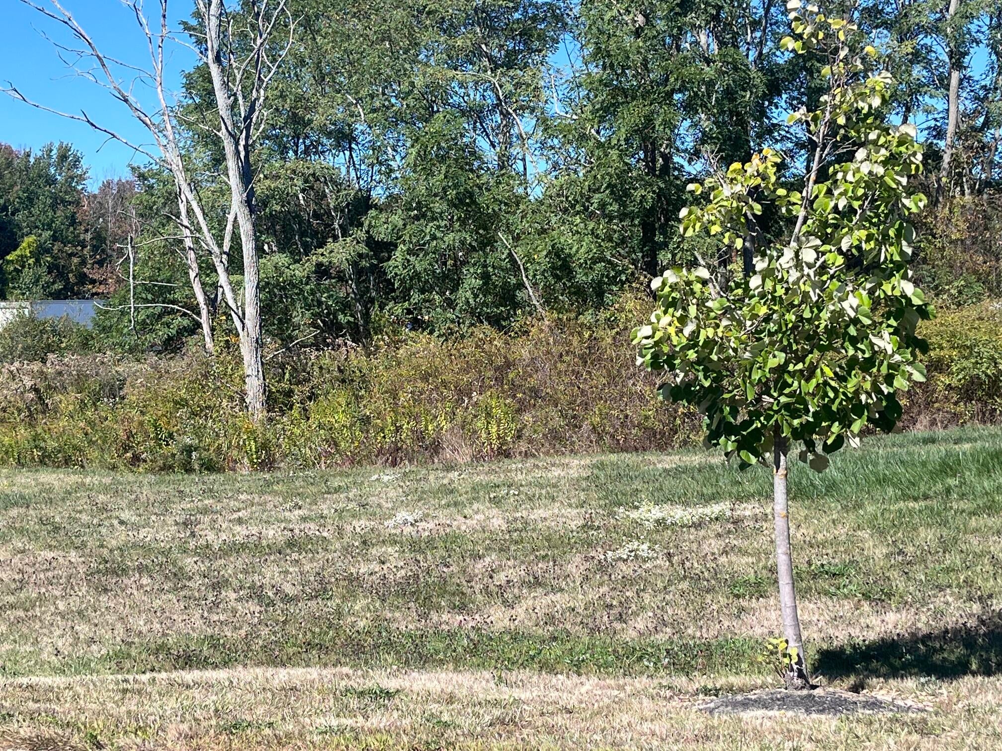 Lot 3 Clover Way
