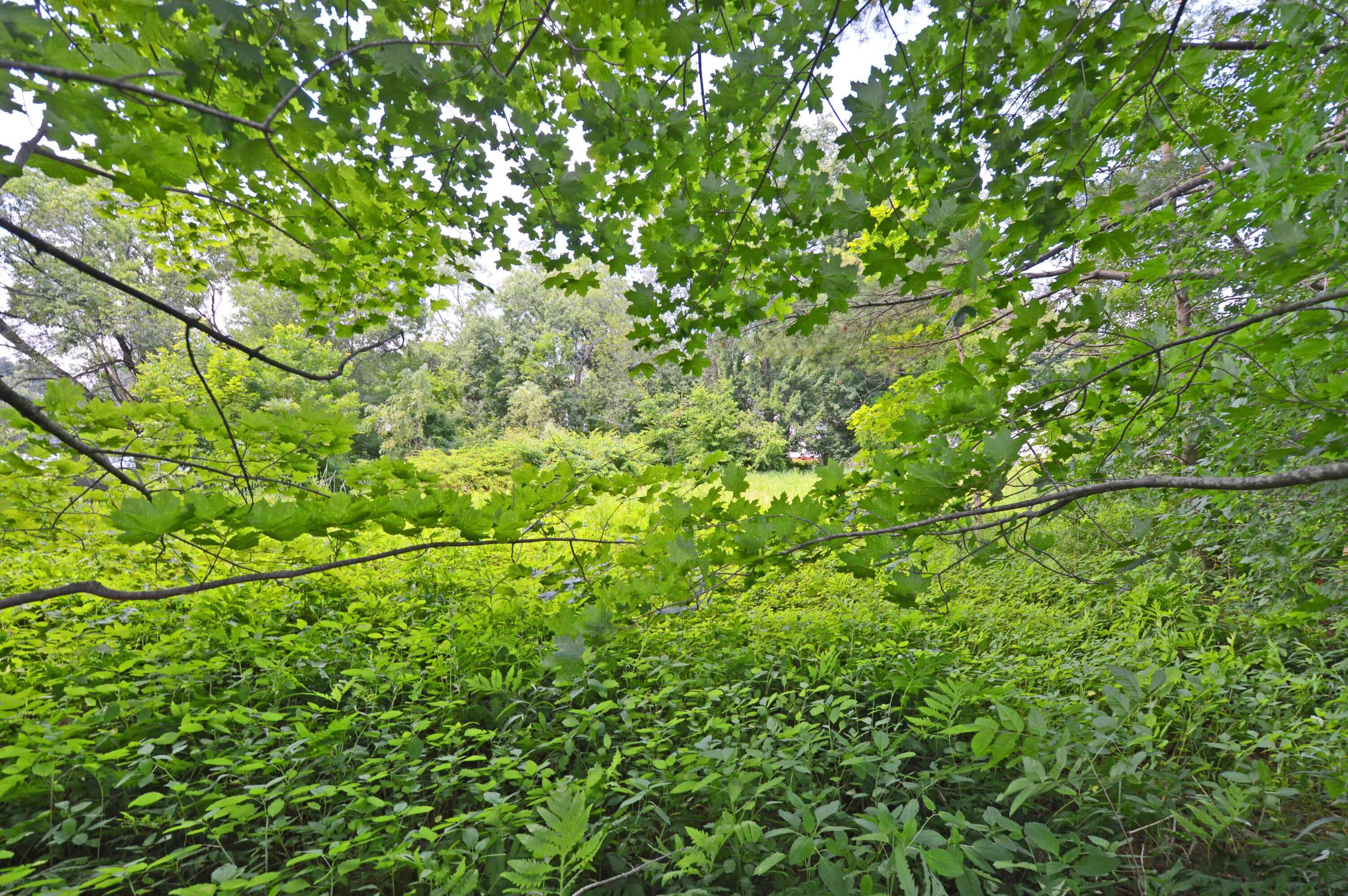 12 Lamothe Avenue