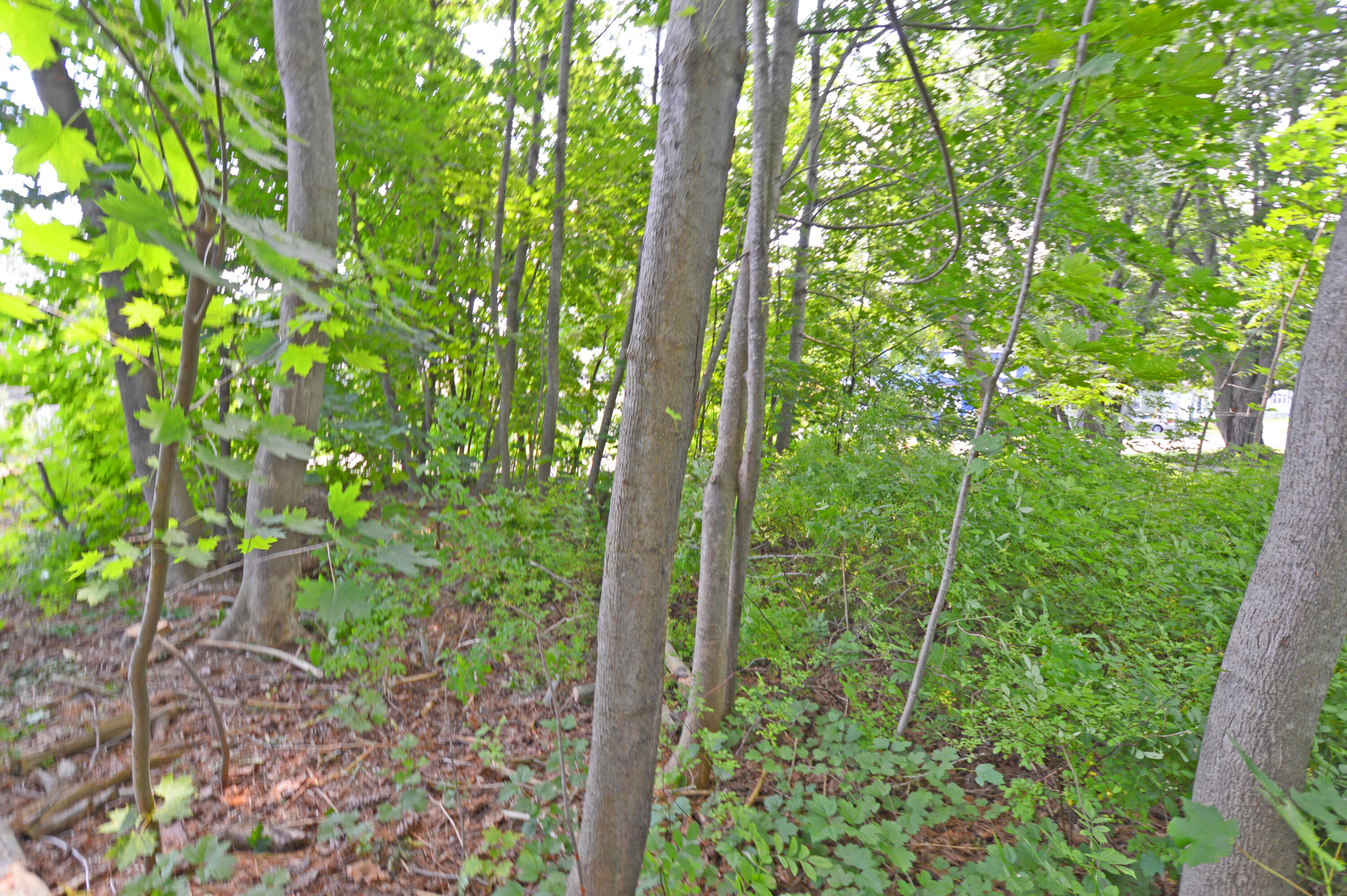 12 Lamothe Avenue