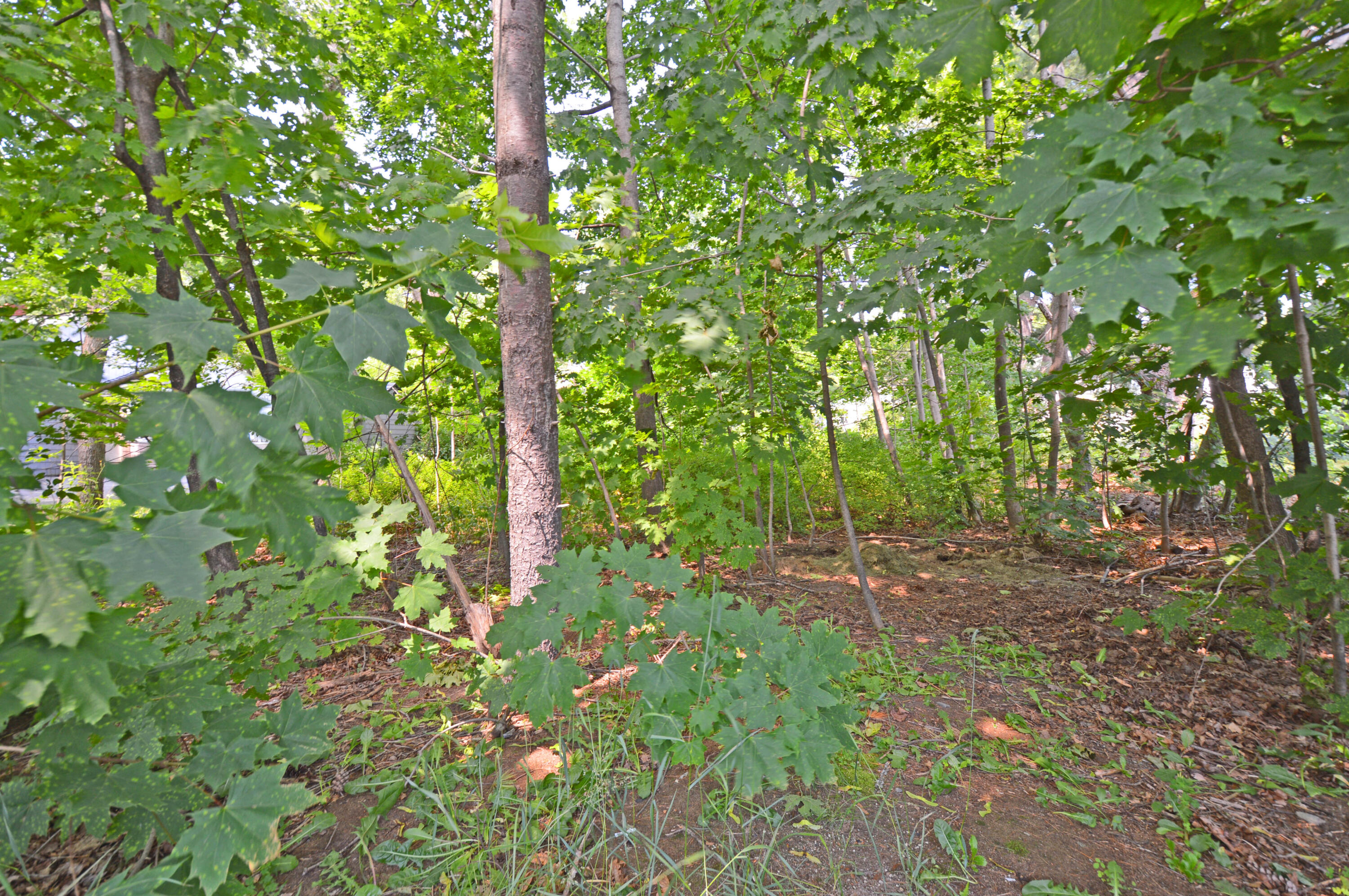 12 Lamothe Avenue