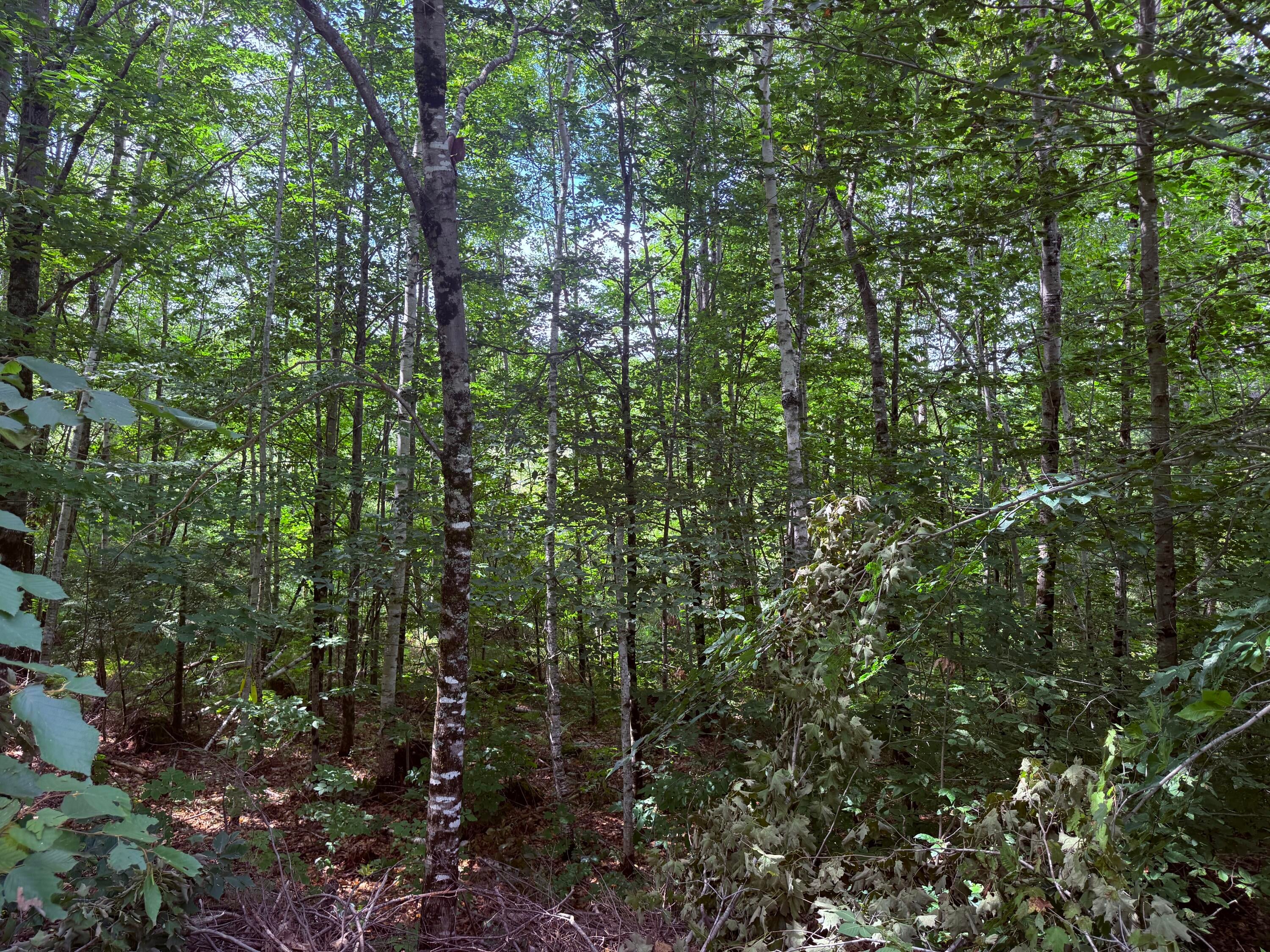 TBD Sawyer Mountain Road