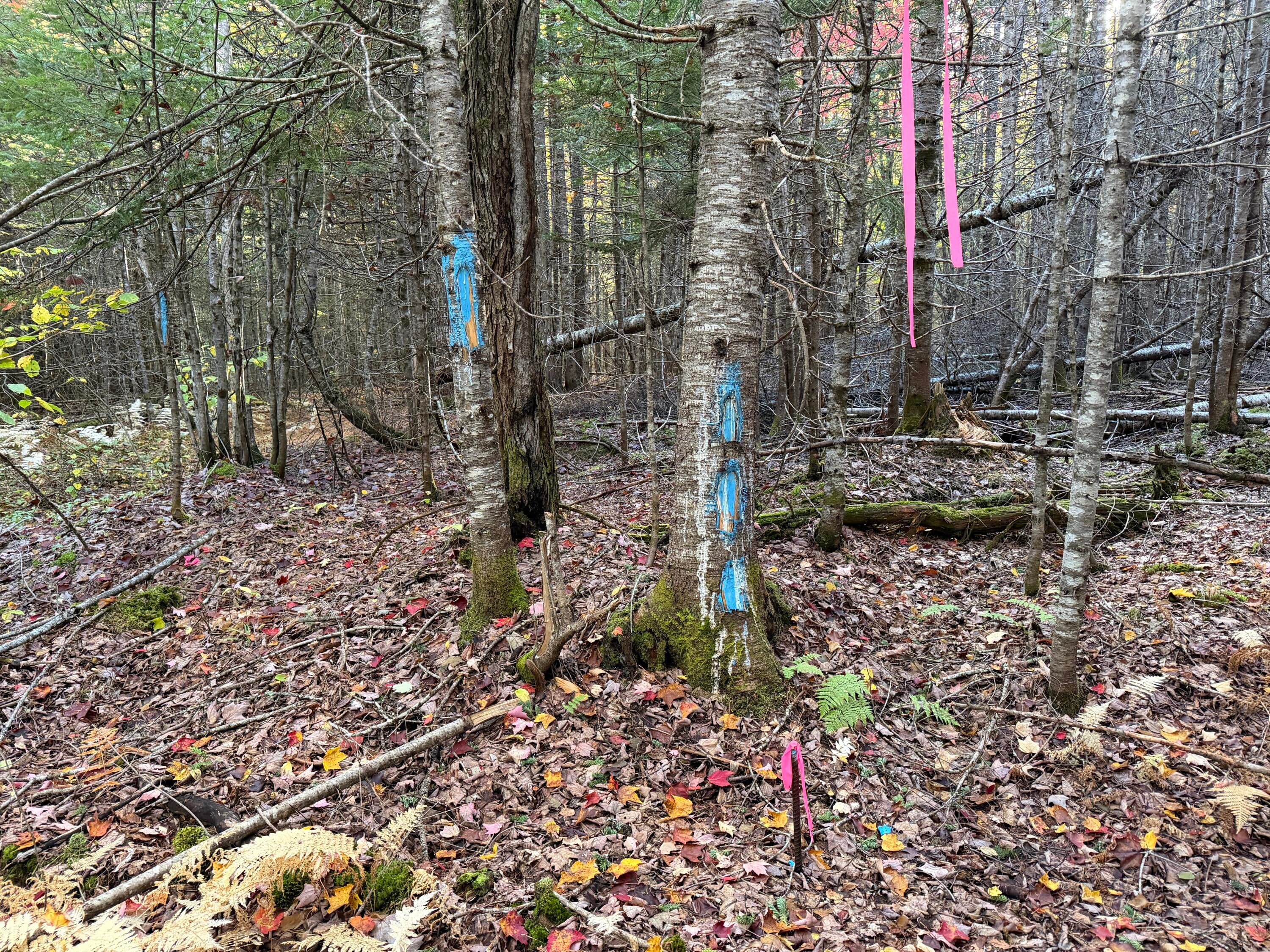 Lot 1-2 West Tucker Ridge Road