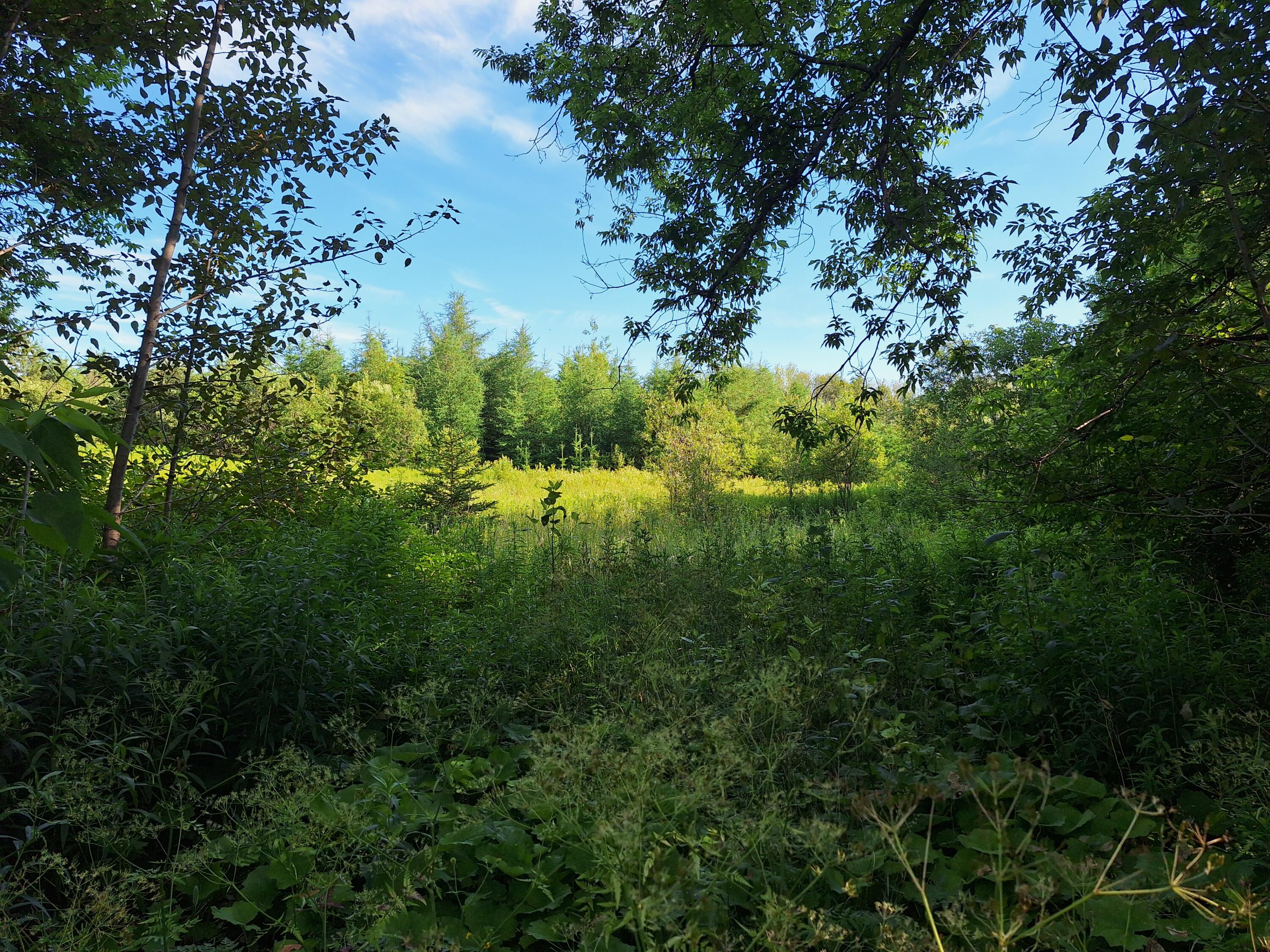 Lot 36-D Grimes Road