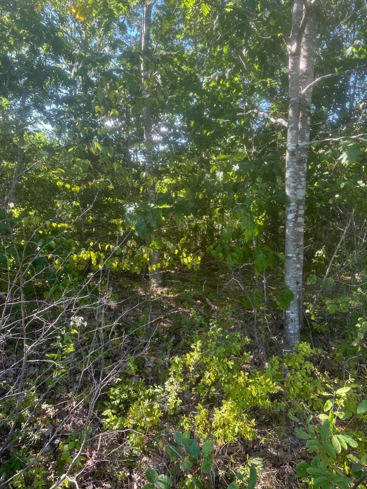 Lot 3 West 1