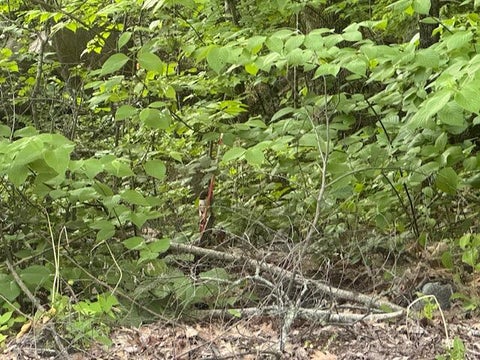 Photo of Lot 28 Lakeshore Drive, Belgrade, ME 04918 (MLS # 1669260)