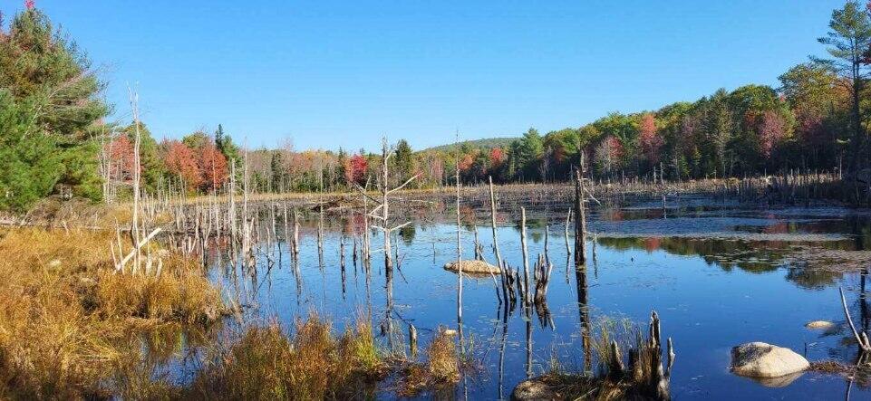 pond2