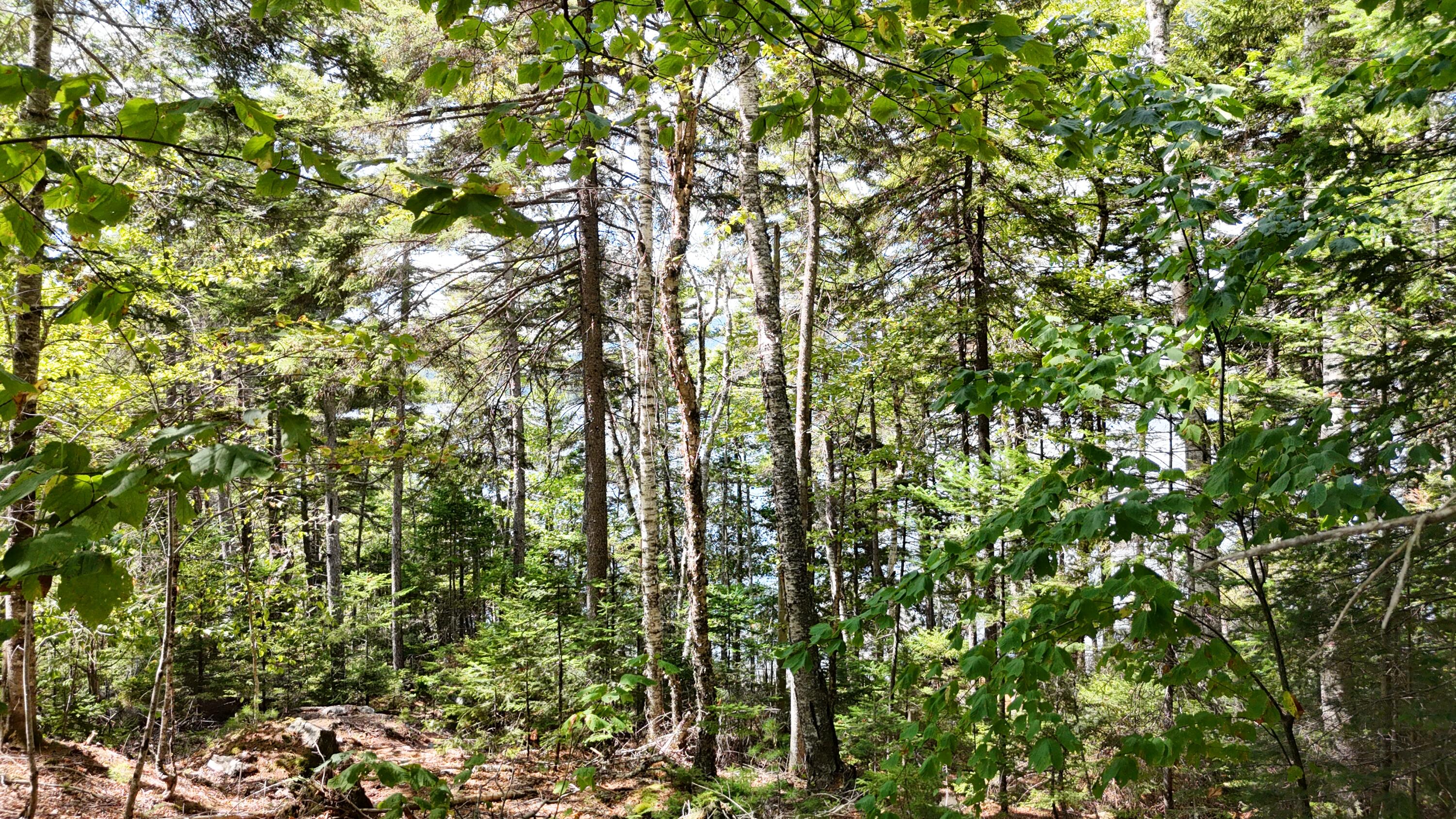 Lot 30 Wayne Avenue