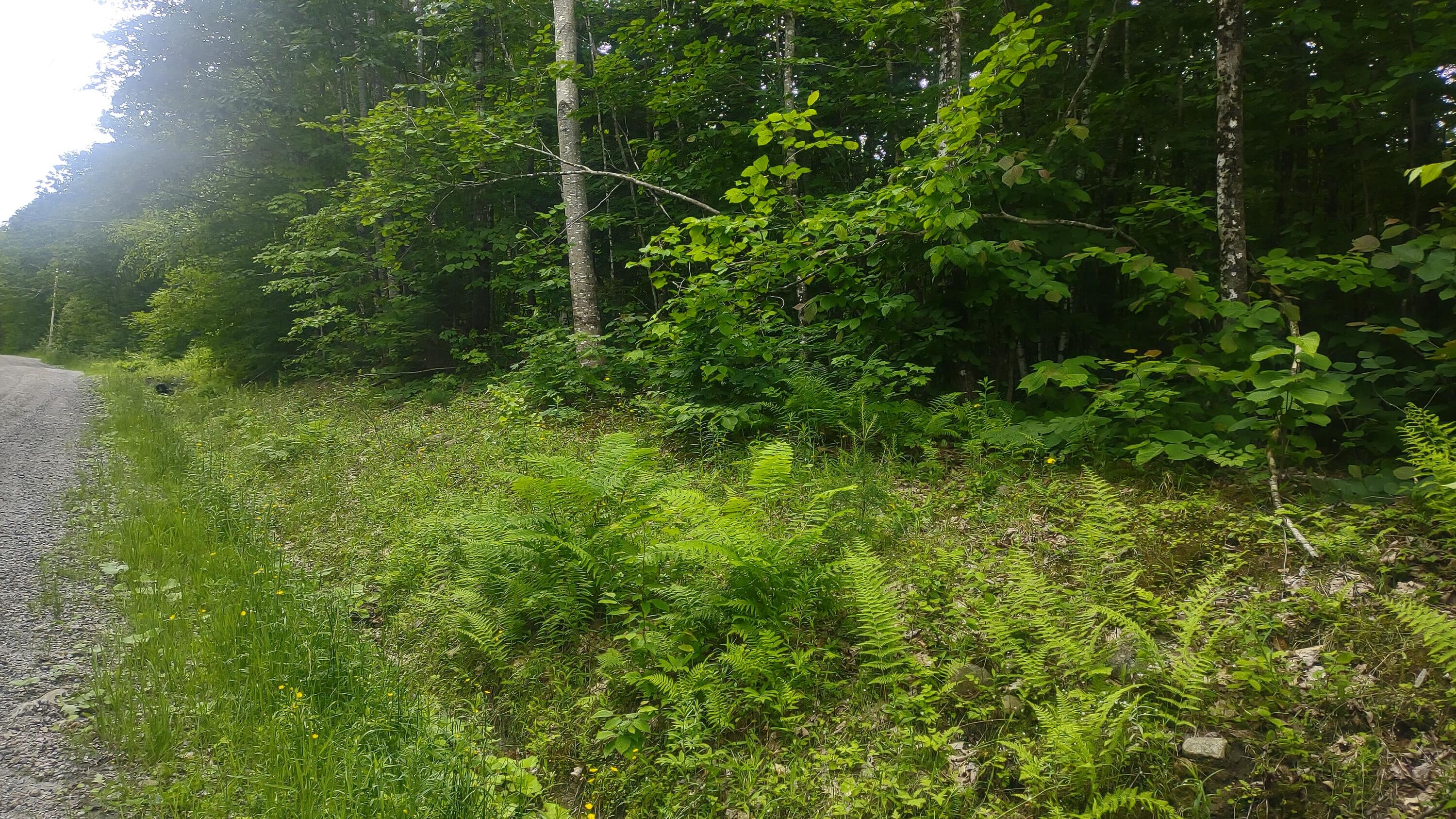 TBD Stream Road Road