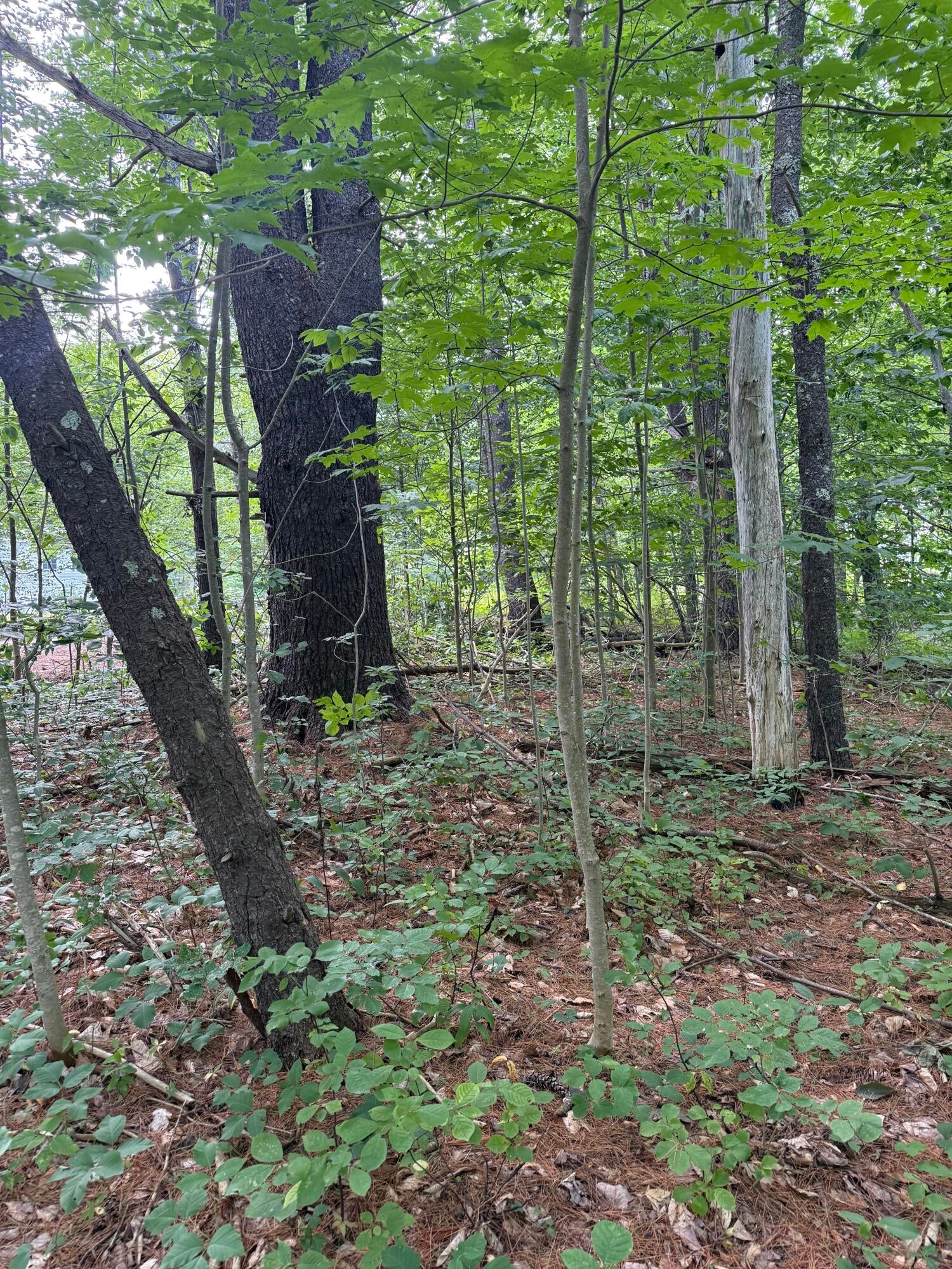 7 Birdsong Lane