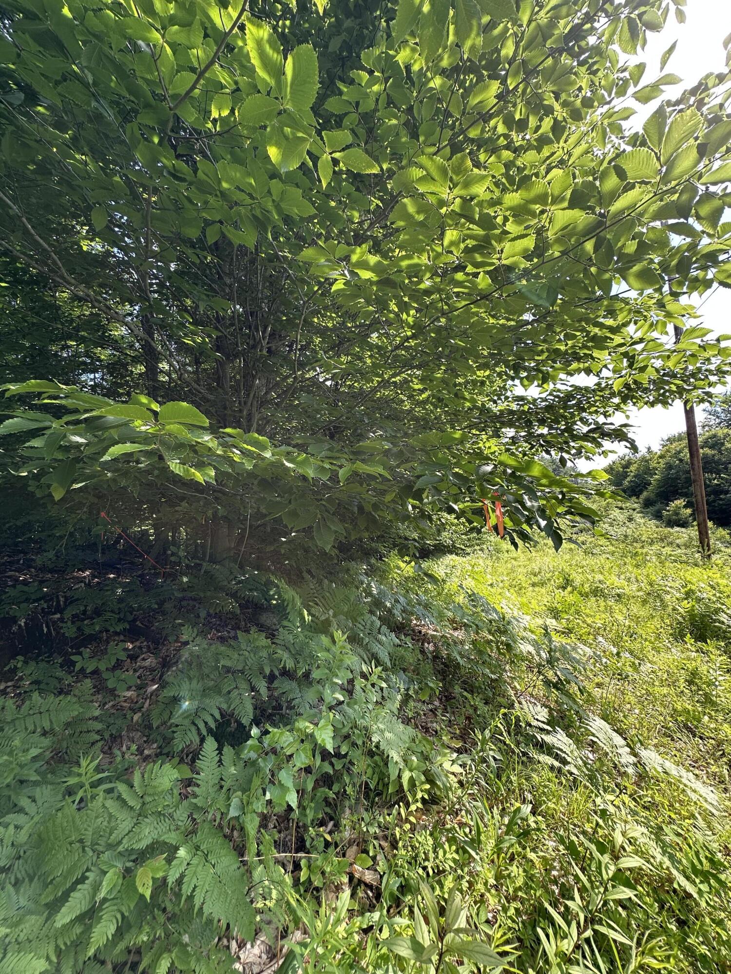 Lot 020 Canton Mountain Road