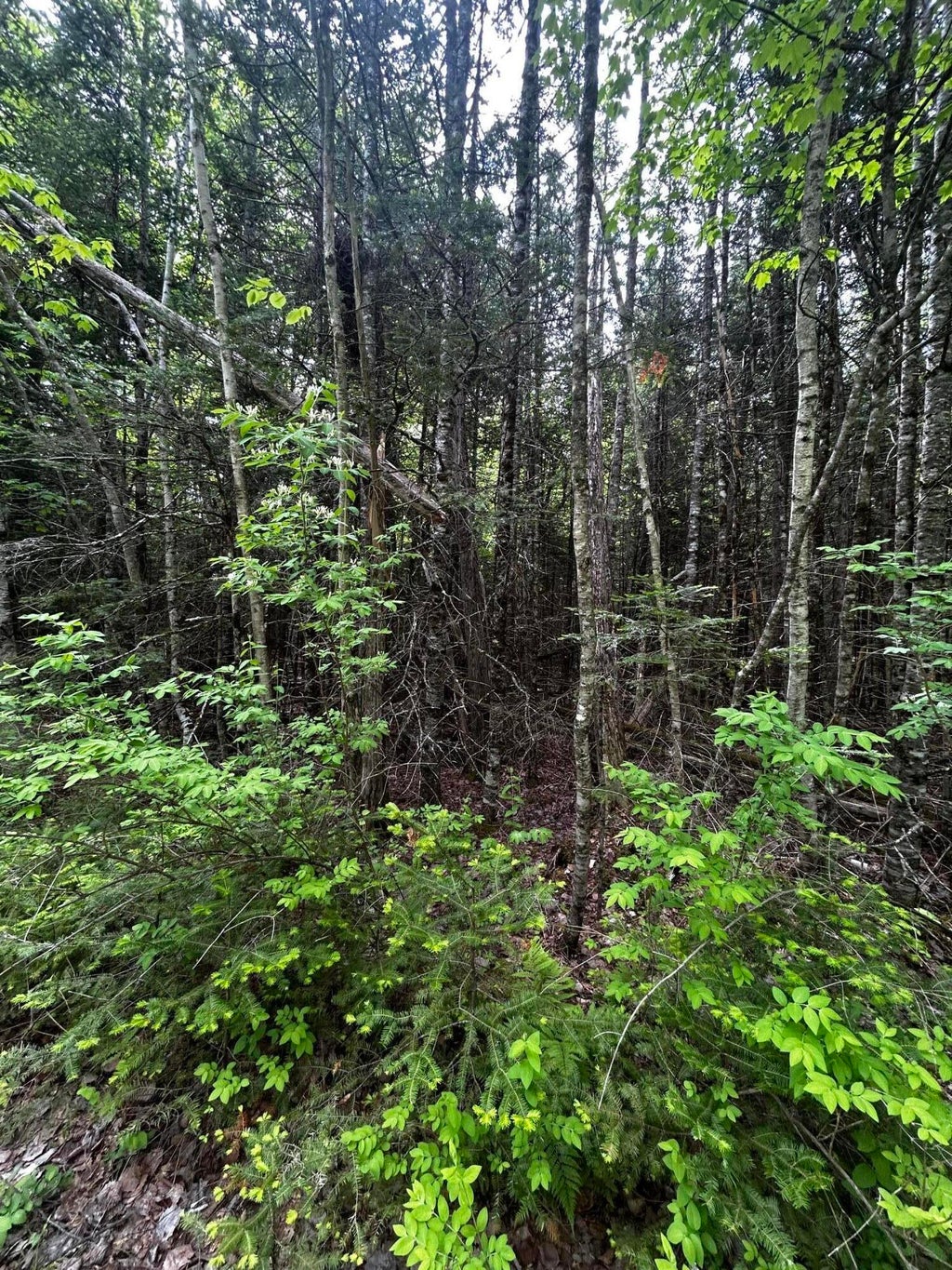 Photo of Lot 9-3 Lilly Drive, Newport, ME 04953 (MLS # 1664813)