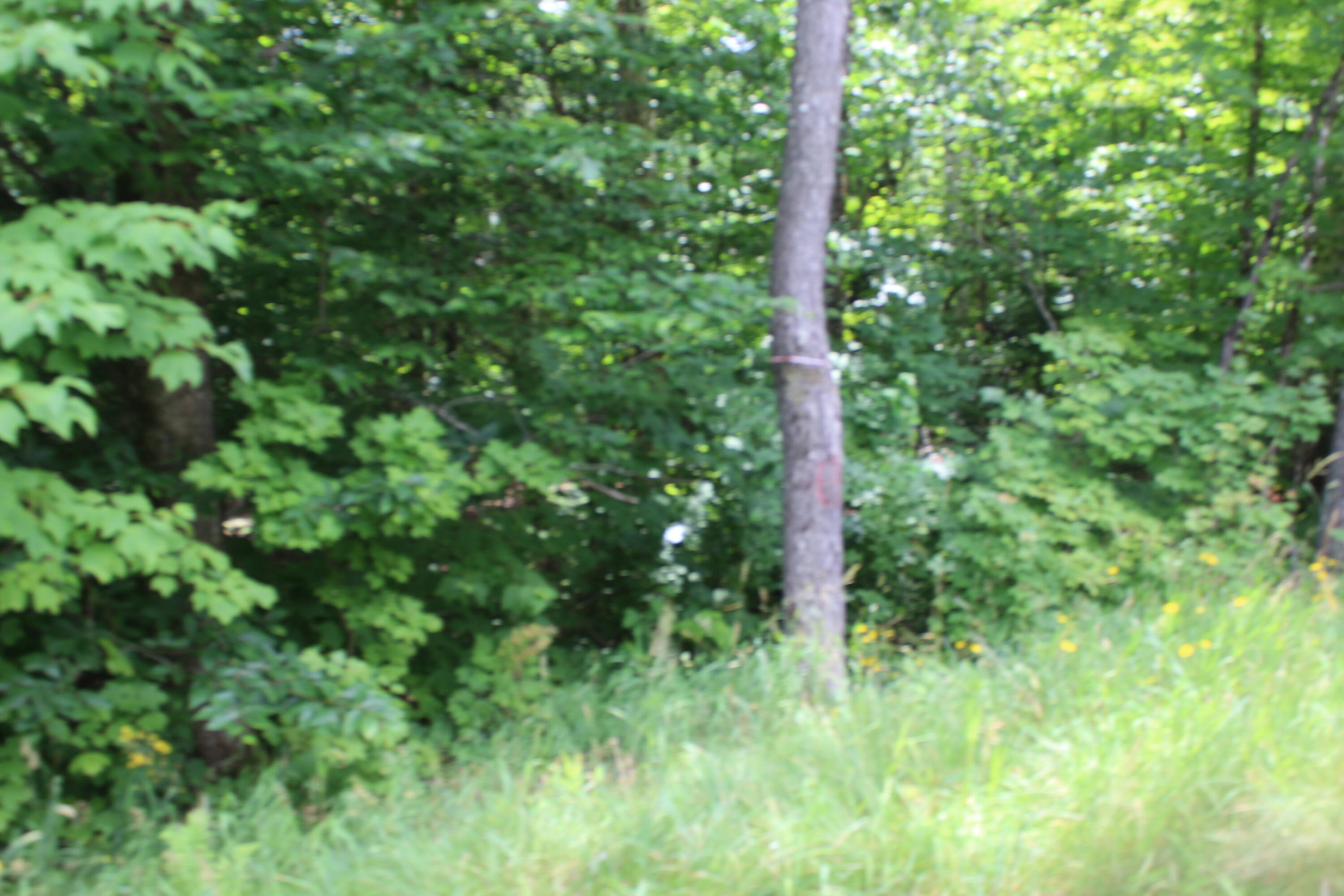 1093 Aroostook Scenic Highway