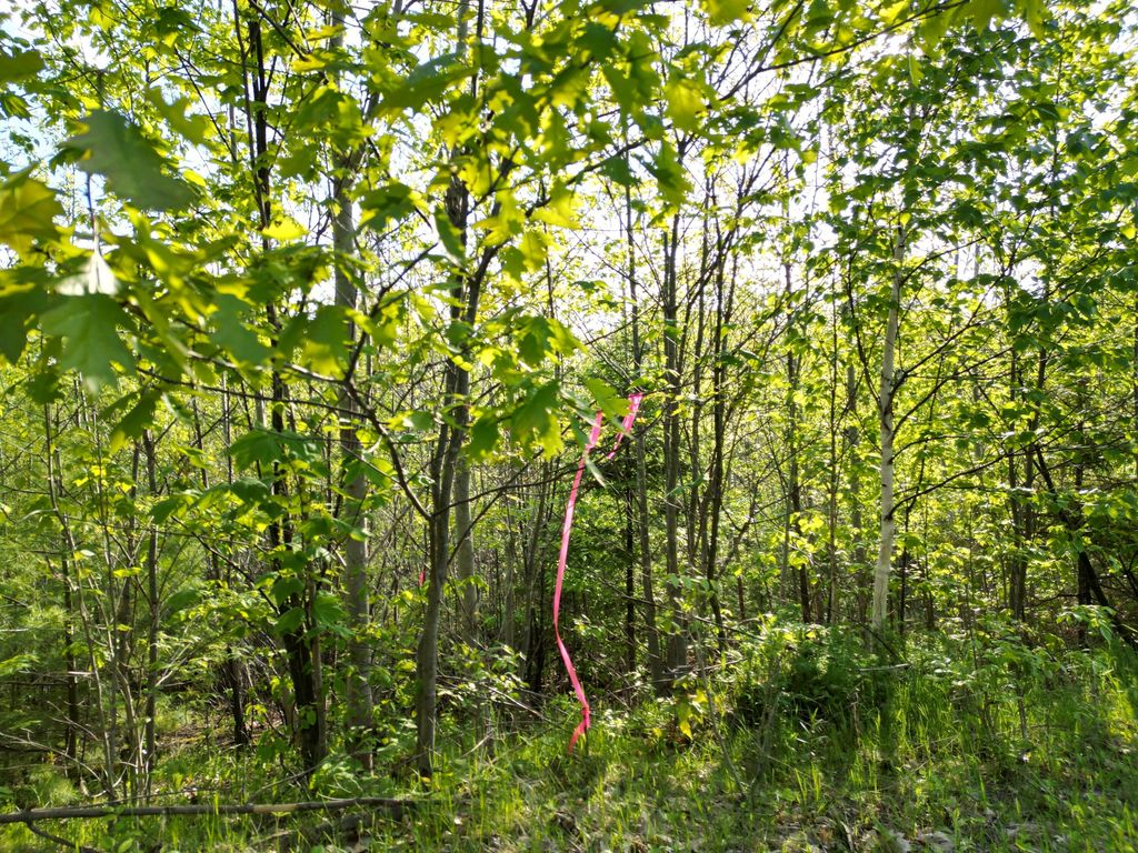 Photo of Lot 41-1 Bottle Lake Road, Lakeville, ME 04487 (MLS # 1664416)