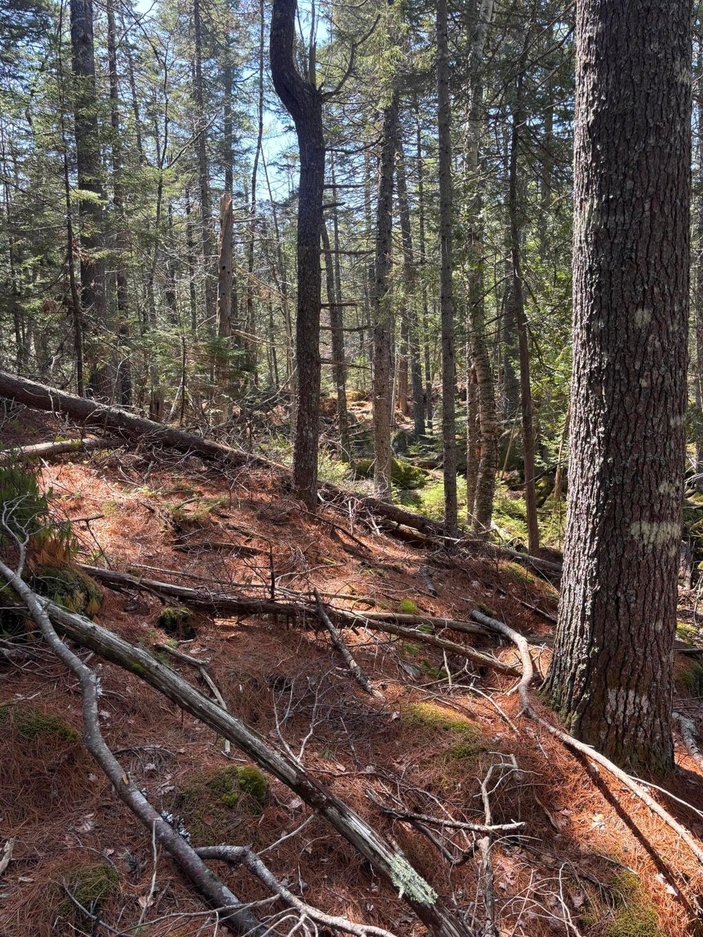 Photo of 0 Acadia Highway, Orland, ME 04472 (MLS # 1661783)