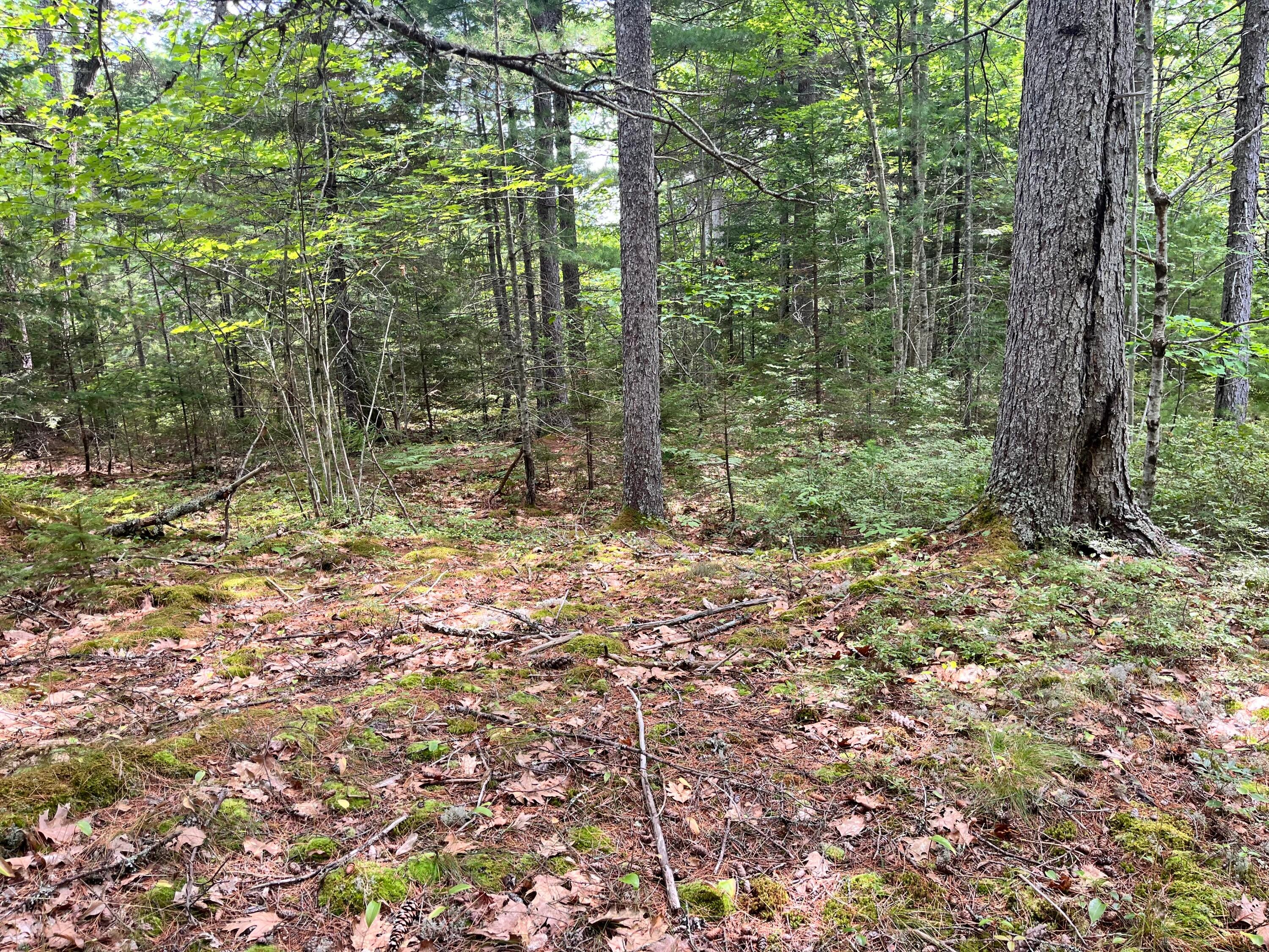 Lot 5 Will Butler Lane