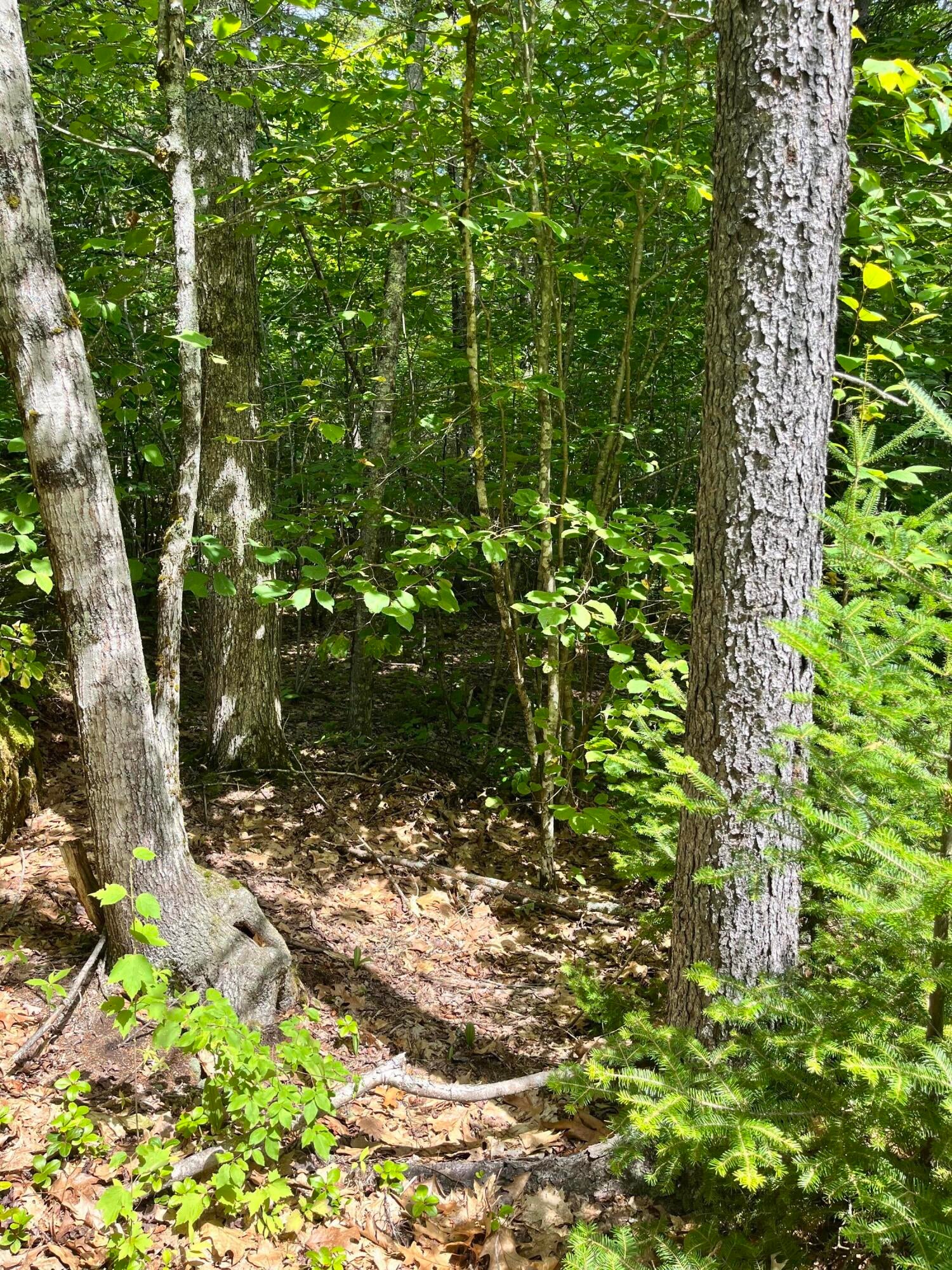 Lot 5 Will Butler Lane