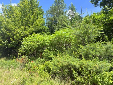 Photo of Lot 29 Auburn Road, Peru, ME 04290 (MLS # 1670062)