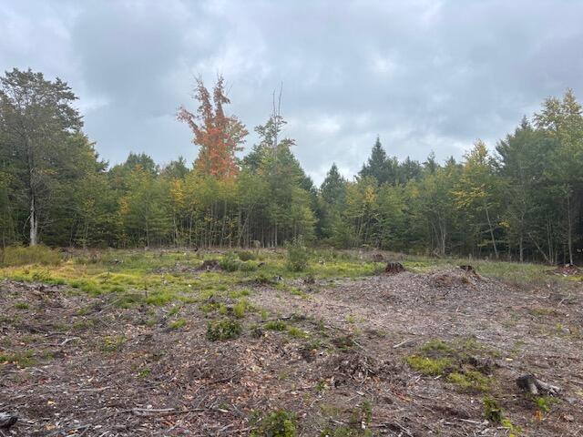 Lot #2 Branch View