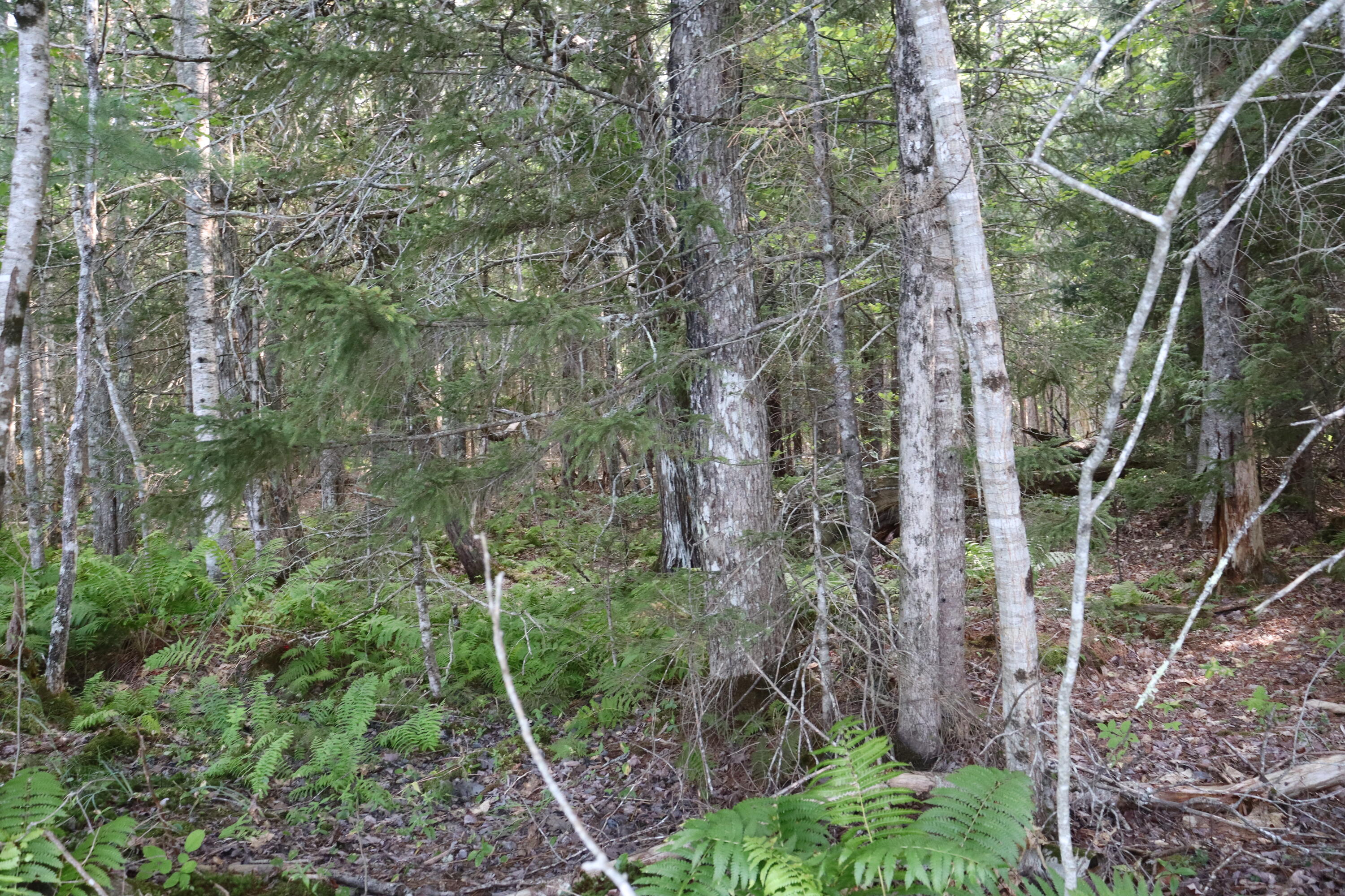 Lot 0 Sweet Fern Way