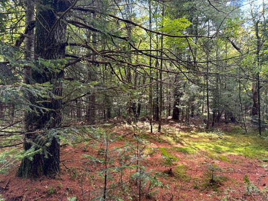 1 3RD ST, ILION, NY 13357 - Image d3cbdb7c2a6d882ac7e8985d61828fda/952427880