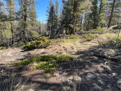 Photo of 228 Alpine Drive, Florissant, CO 80816 (MLS # 4384289)
