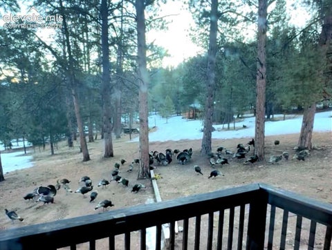 Tiny photo for 986 Apache Road, Florissant, CO 80816 (MLS # 6106041)
