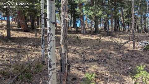 Photo of 924 Will Scarlet Drive, Divide, CO 80814 (MLS # 3175429)