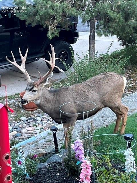 Tiny photo for 1547 Chesham Circle, Colorado Springs, CO 80907 (MLS # 1208370)