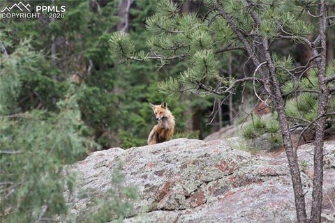 Tiny photo for 89 Ranch View Road, Florissant, CO 80816 (MLS # 8026258)