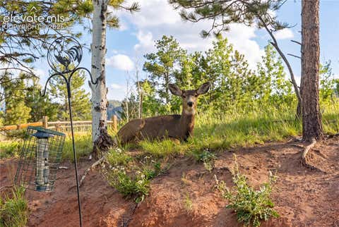 Tiny photo for 1157 Ptarmigan Drive, Woodland Park, CO 80863 (MLS # 4492488)