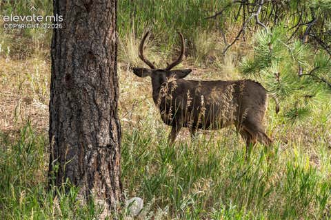 Tiny photo for 2441 Glen Cove Drive, Woodland Park, CO 80863 (MLS # 8303480)