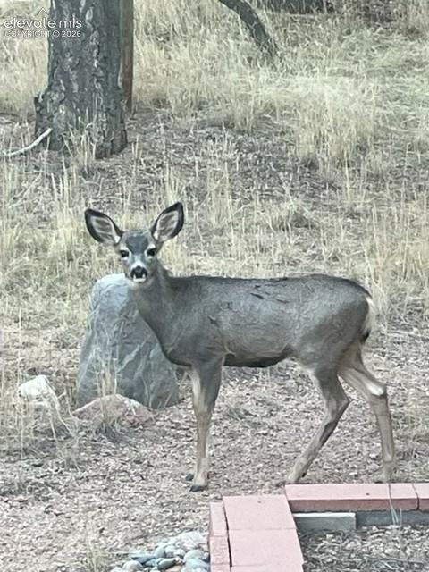 Tiny photo for 269 Southpark Road, Florissant, CO 80816 (MLS # 3584662)