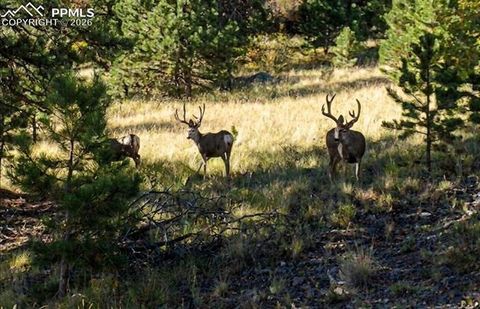 Tiny photo for 167 Wapiti Court, Canon City, CO 81212 (MLS # 9207172)