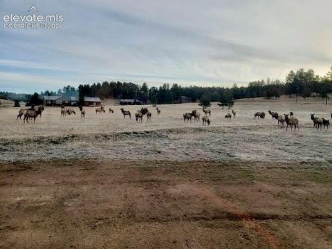 Tiny photo for 378 High Pasture Road, Florissant, CO 80816 (MLS # 4948859)