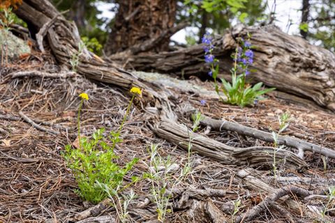 Unimproved Land in Golden CO 464 Chute Road 11.jpg