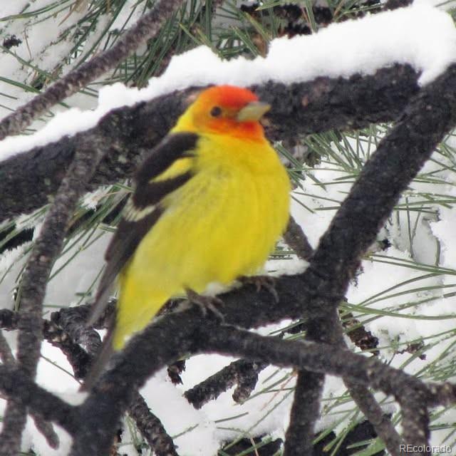 13892 Douglas Ranch Drive