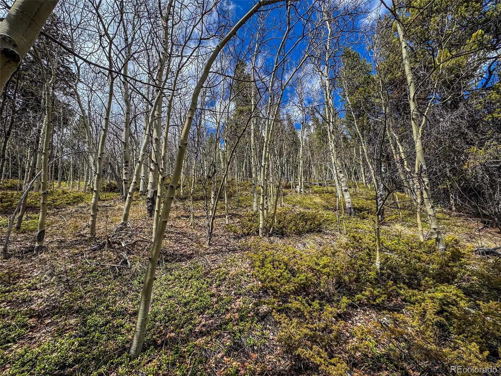 Buckeye Gulch Road