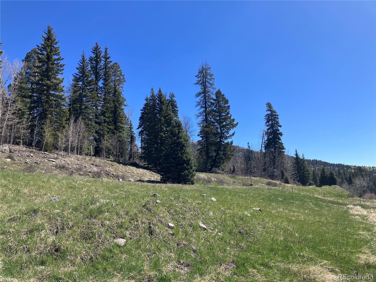 Flat level building site and ample old growth trees and privacy