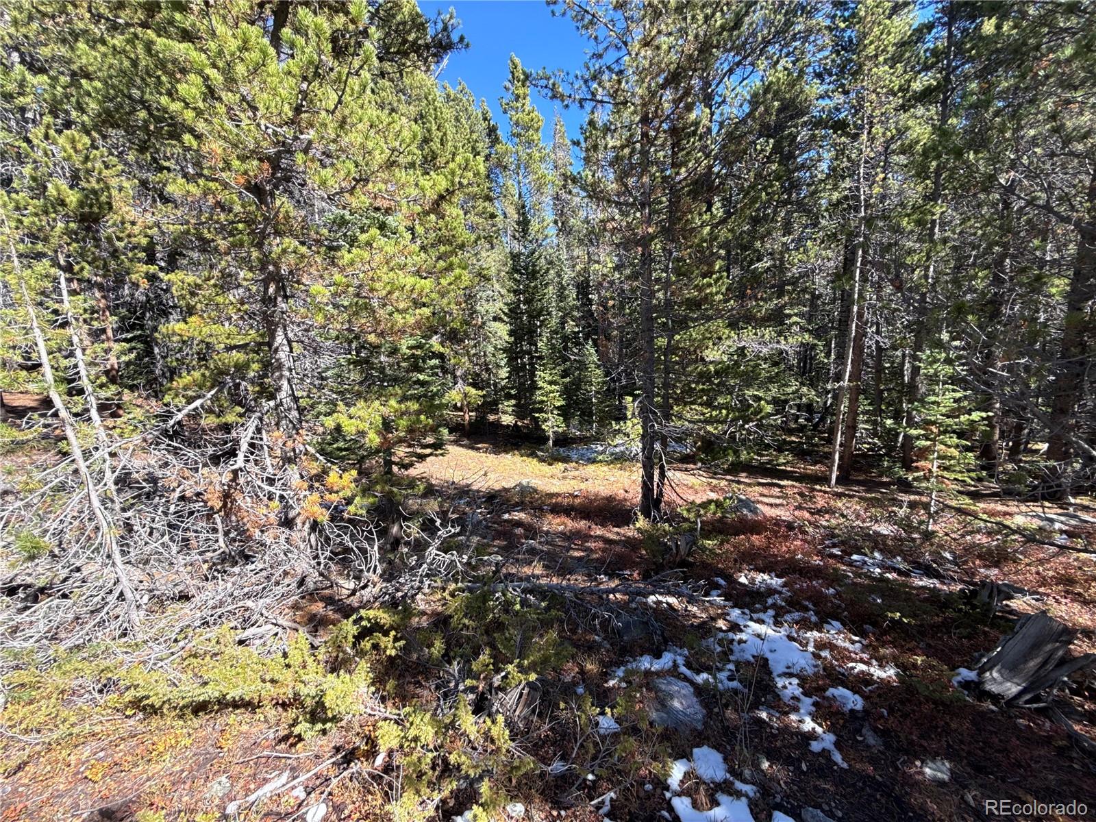 1010 Upper Forest Road