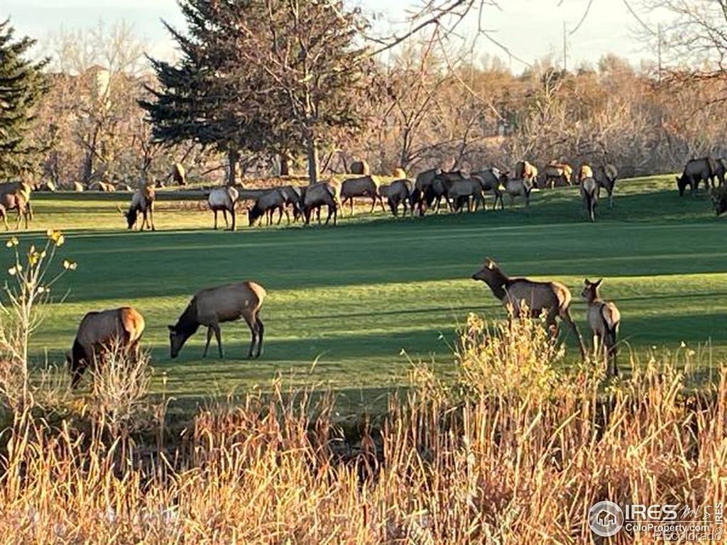 Photo of 4339 Golf Vista Drive, Loveland, CO 80537 (MLS # IR1040816)