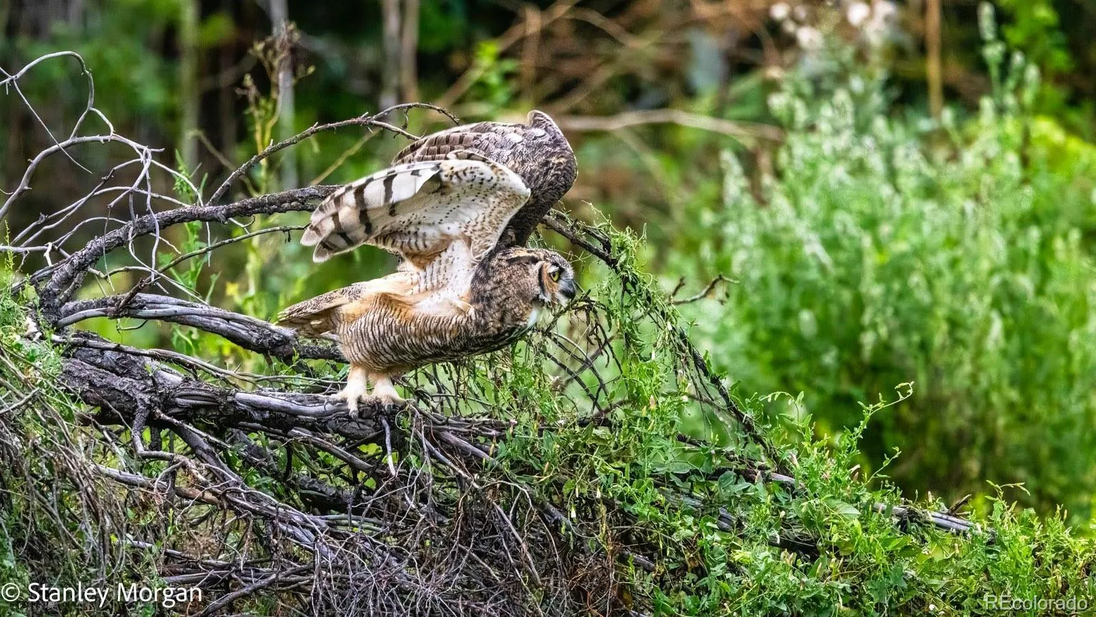 Thornton, Colorado 80233, United States, 4 Bedrooms Bedrooms, ,2 BathroomsBathrooms,Residential,Active,166922